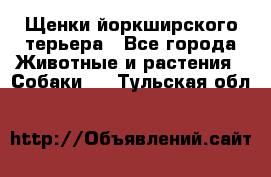 Щенки йоркширского терьера - Все города Животные и растения » Собаки   . Тульская обл.